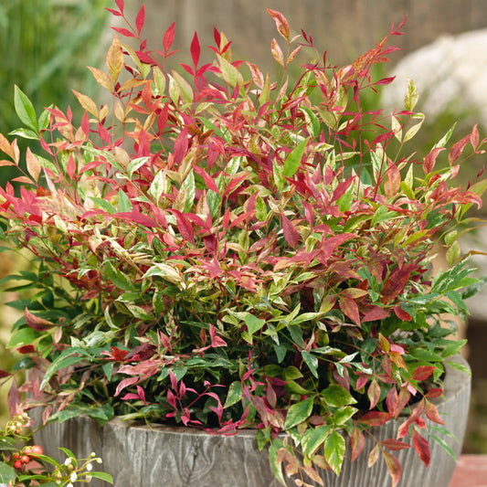 Nandina 'Red Light'