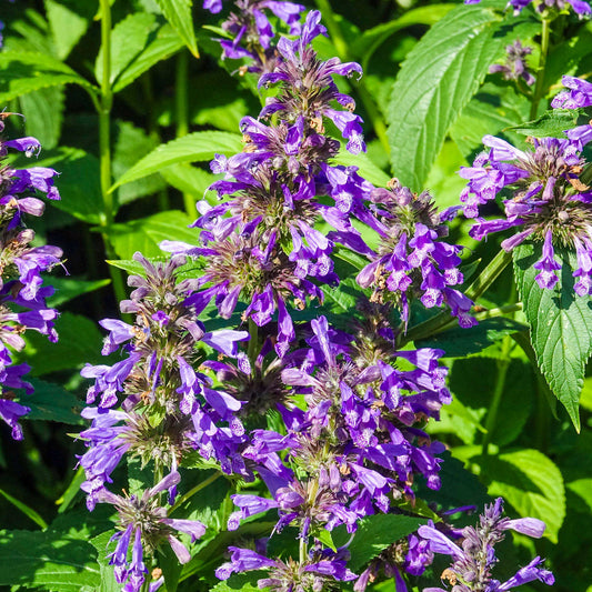 Nepeta 'Prelude Blue'