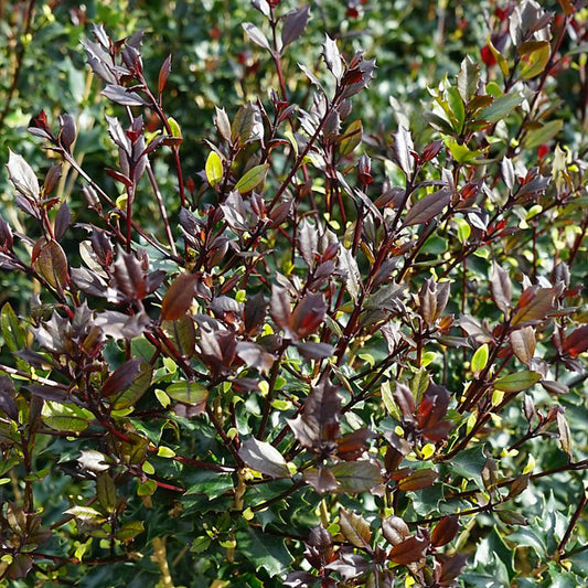 Osmanthus 'Purpureus'