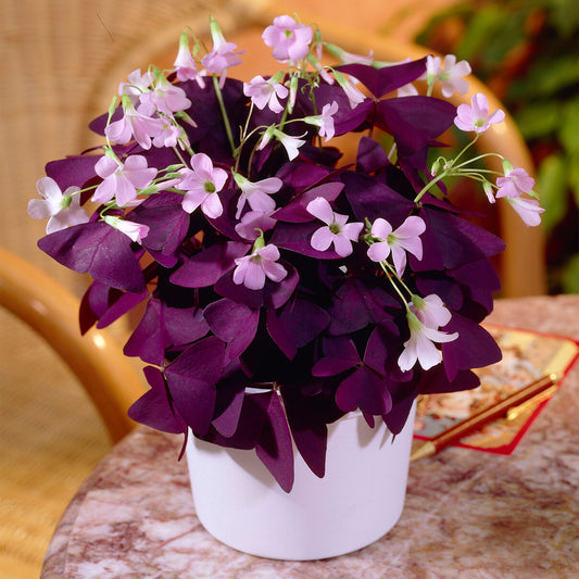 Oxalis 'Ikigai'