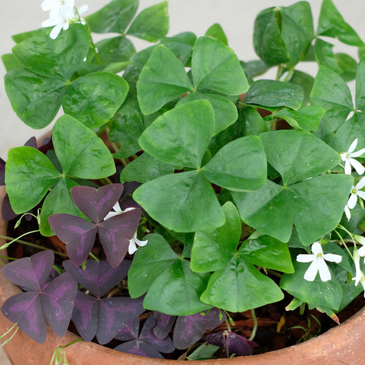 Oxalis 'Green'