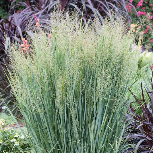 Panicum 'Northwind'