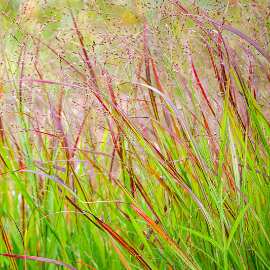 Panicum 'Shenandoah'