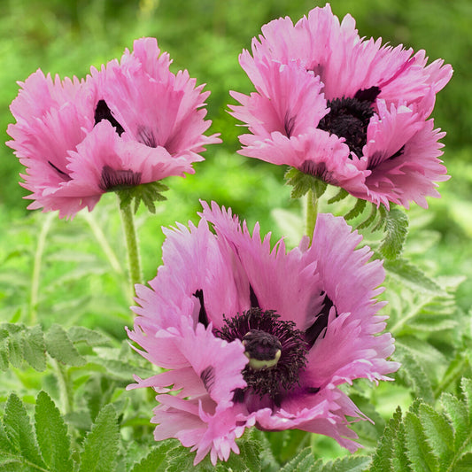 Papaver 'Pink Perfection'