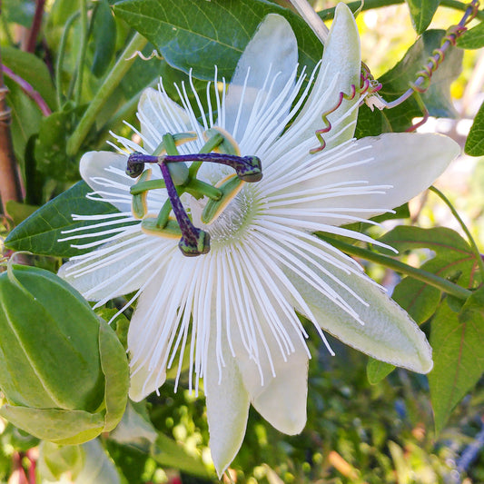 Passiflora 'Avalanche'