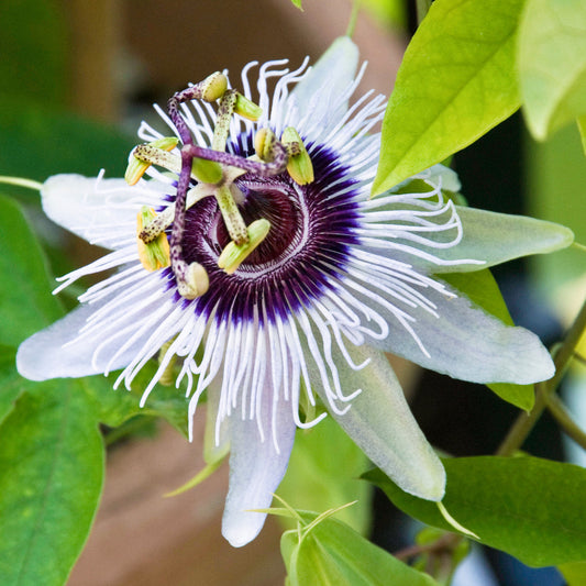 Passiflora 'Beauty of Hannover'