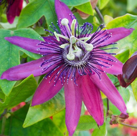 Passiflora 'Beervelde'