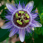 Passiflora 'Purple Haze'