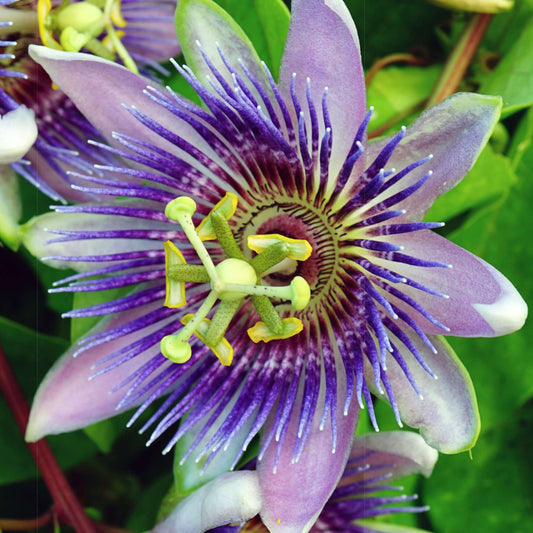 Passiflora 'Purple Rain'