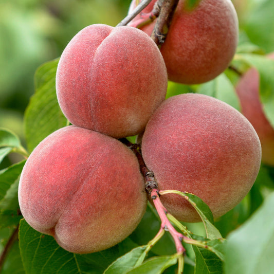 Peach persica Tree