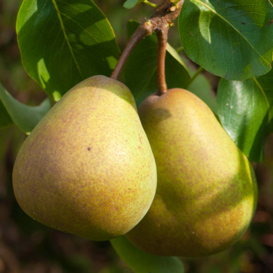 Pear 'Beurré Hardy'