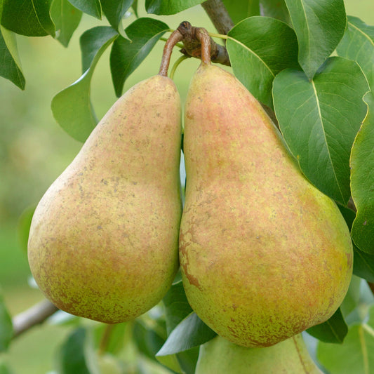 Pear 'Concorde'