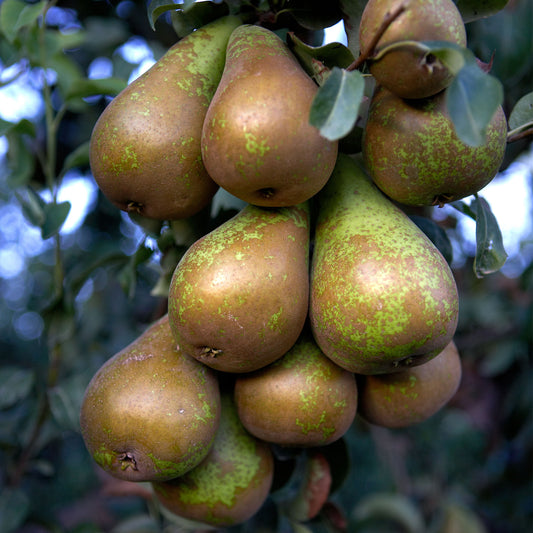 Pear 'Conference'