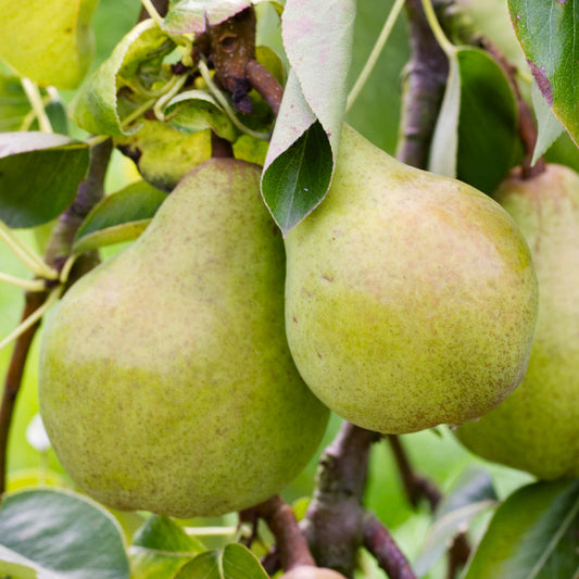 Pear 'Williams'