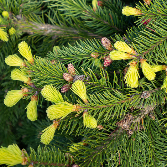 Norway Spruce Bare Root Hedge