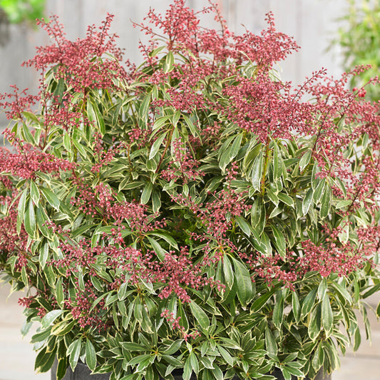 Pieris 'Passion'