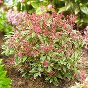 Pieris 'Polar Passion'