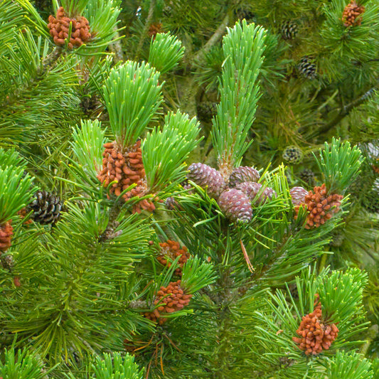 Scots Pine Bare Root Hedge