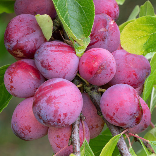 Plum 'Victoria'