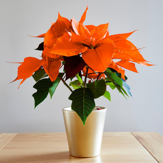 Orange Poinsettia Christmas Plant