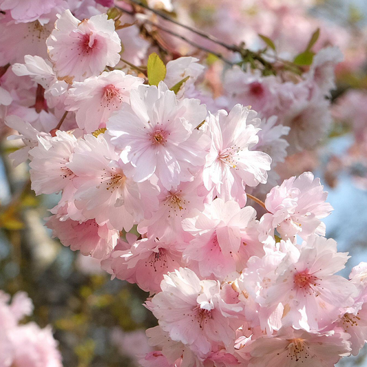 Prunus 'First Blush'