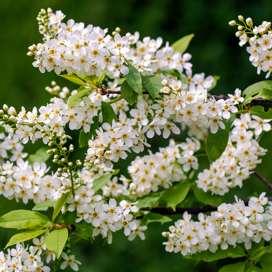 Bird Cherry Bare Root Hedge