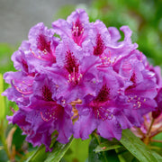 Rhododendron 'Azurro'