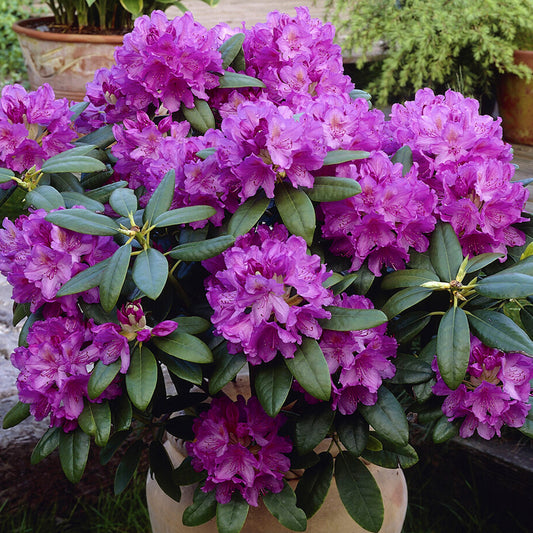 Rhododendron 'Catawbiense Grandiflorum'