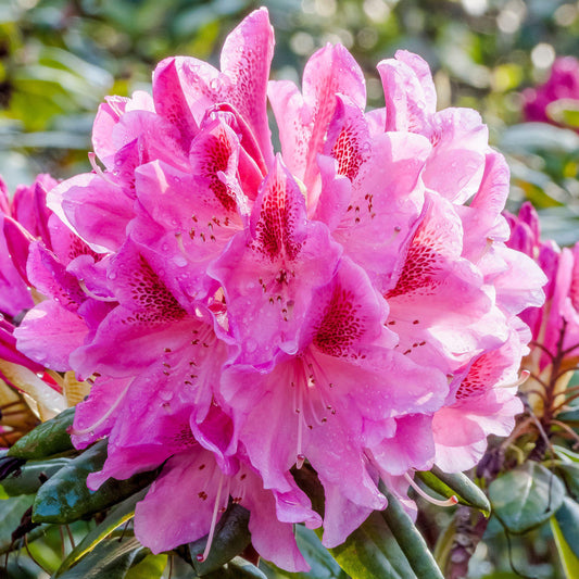 Rhododendron 'Cosmopolitan'