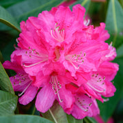 Rhododendron 'Germania'