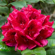 Rhododendron 'Lord Roberts'