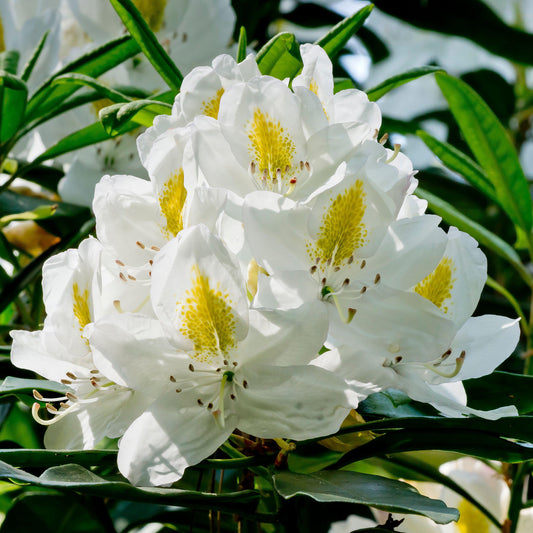 Rhododendron 'Madame Masson'