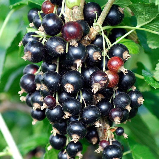 Blackcurrant 'Titania'