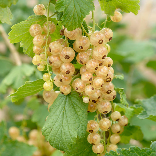 Whitecurrant 'Werdavia'