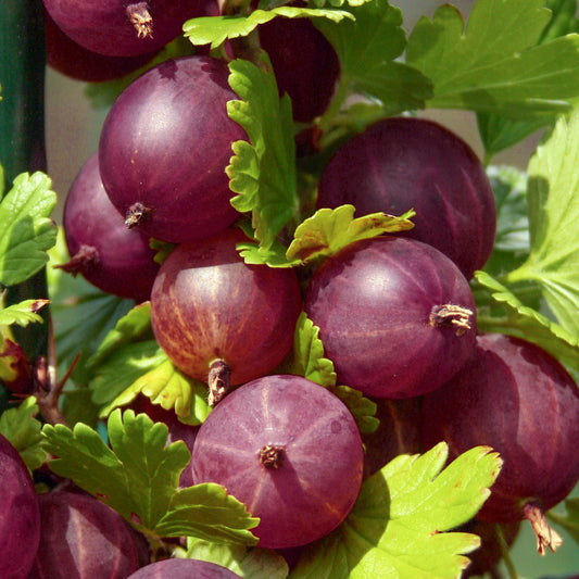 Gooseberry 'Captivator'