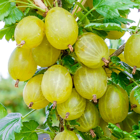 Gooseberry 'Invicta'