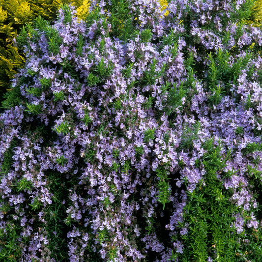 Rosemary Prostratus on Standard Stem