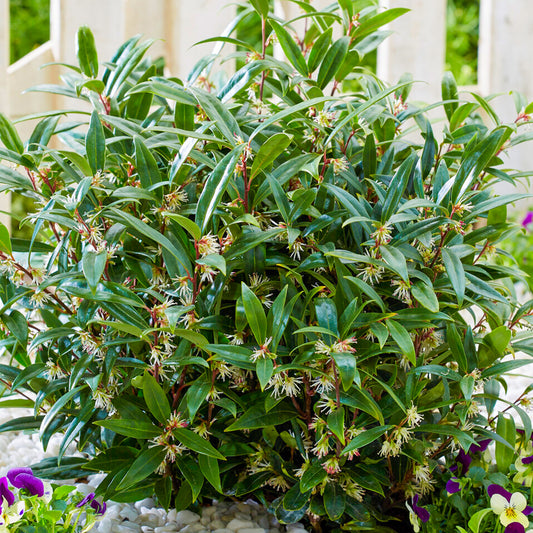 Sarcococca 'Purple Gem'