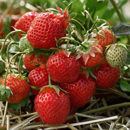 Strawberry 'Ruby Ann'