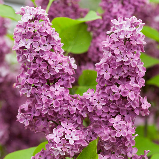 Syringa 'Andenken an Ludwig Späth'