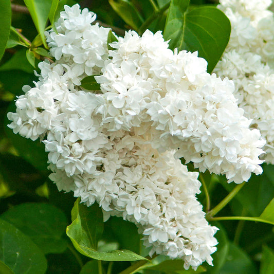 Syringa 'Madame Lemoine'