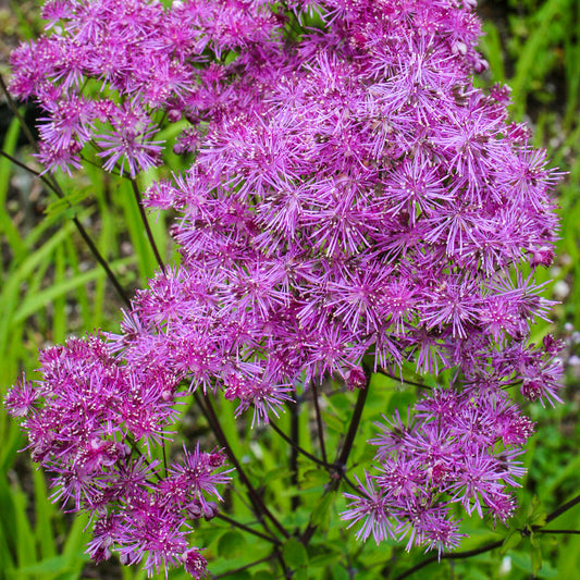 Thalictrum 'Black Stockings'