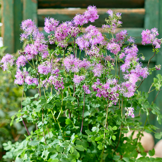 Thalictrum 'Little Pinkie'