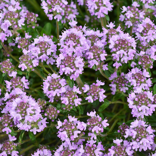 Thyme Creeping Purple