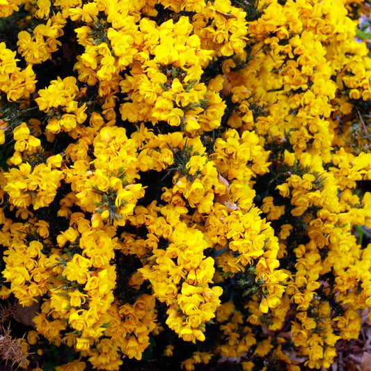 Ulex 'Flore Pleno'