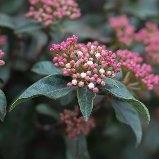 Viburnum 'Purpureum'