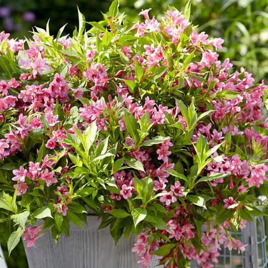 Weigela 'Picobella Rosa'