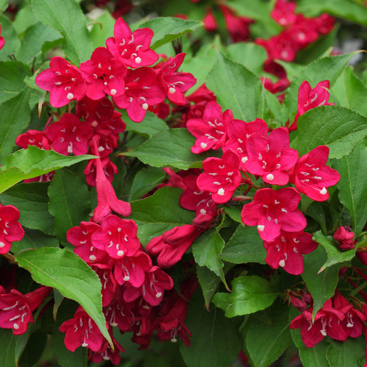 Weigela 'Picobella Rosso'