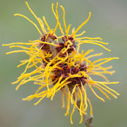 Hamamelis 'Westerstede'