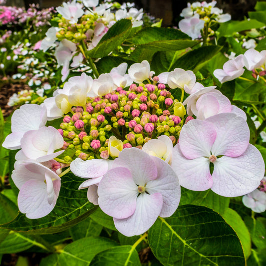 Hydrangea 'Teller White'